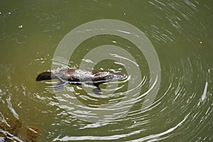 Australian platypus or ornithorhynchus swimming in a creek