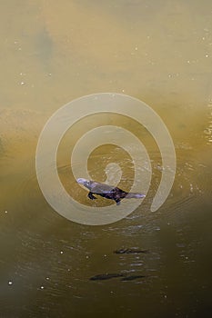 An Australian platypus swimming in the wild.