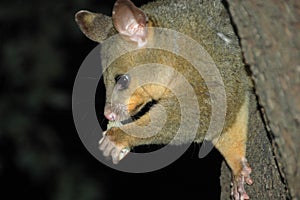 Australian possum eating a piece of fruit