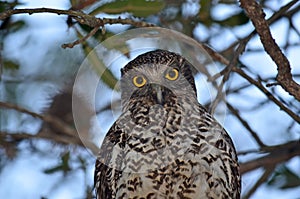 Australian Powerful Owl