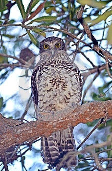 Australian Powerful Owl