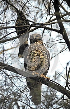 Australian powerful owl and Currawong