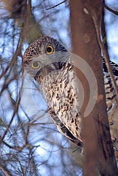 Australian Powerful Owl (Ninox strenua)