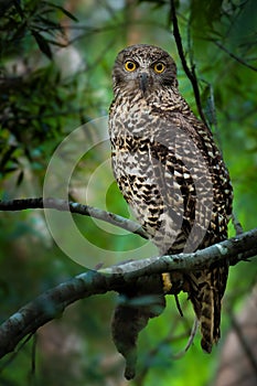 Australian Powerful Owl perched on a tree