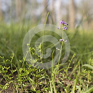 Australian Purple Wildflower Glycine in Eucalypt Grassland