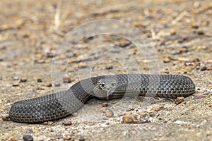 Australian Pygmy Copperhead