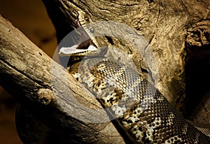Australian python