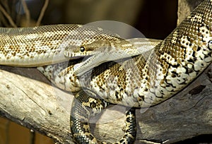 Australian python