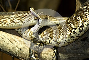 Australian python