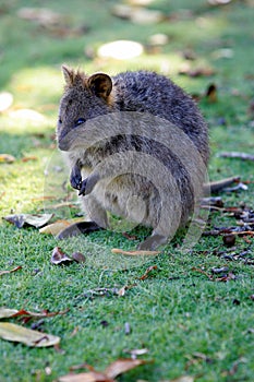 Australian Quokka