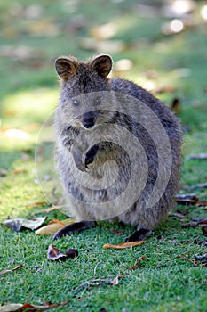 Australian Quokka