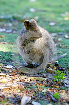 Australian Quokka
