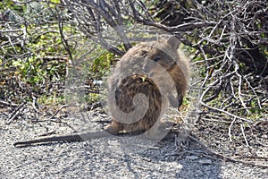 Australian Quokka in Bushland