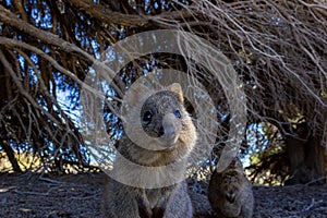 Australian Quokka on rottnest island, Perth, Australia