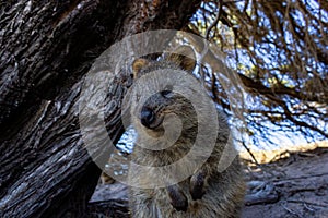 Australian Quokka on rottnest island, Perth, Australia