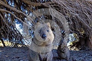 Australian Quokka on rottnest island, Perth, Australia photo