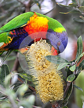 Australiano arcoíris loro 