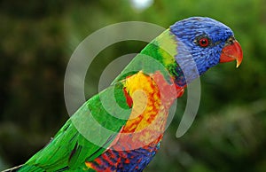 Australian Rainbow Lorikeet