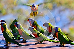 Australian Rainbow Lorikeet