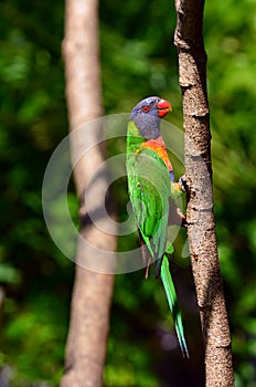 Australian Rainbow Lorikeet