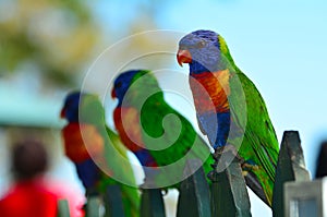 Australian Rainbow Lorikeet