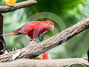 Australian Rainbow Lorikeet, Trichoglossus moluccanus, close up