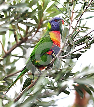 Australian rainbow lorikeet in tropical setting