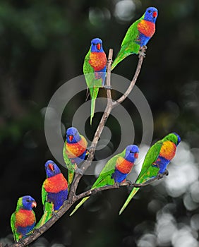 Australian rainbow lorikeets gathered on tree