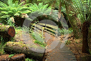 Australian rainforest boardwalk