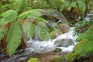 Australian rainforest river