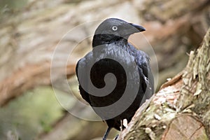 The Australian raven is a black bird