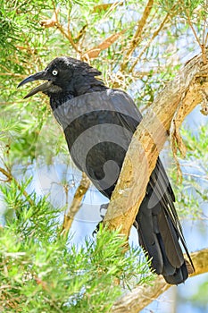 Australian raven (Corvus coronoides) a medium-sized bird with black plumage, the animal sits high on a tree branch