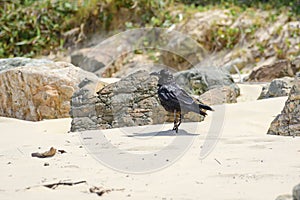 Australian raven (Corvus coronoides) a medium-sized bird with black plumage, the animal walks on the seashore