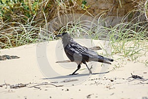 Australian raven (Corvus coronoides) a medium-sized bird with black plumage, the animal walks on the seashore