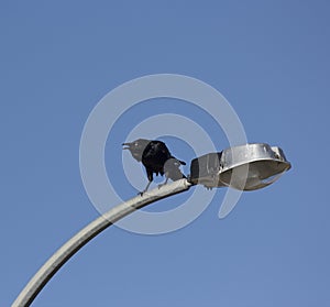 Australian Raven (Corvus coronoides) is a passerin