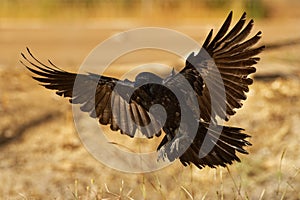 Australian Raven - Corvus coronoides passerine bird in the genus Corvus native to much of southern and northeastern Australia