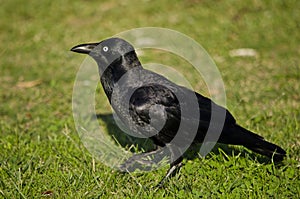 Australian Raven on Grass