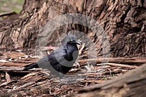 the Australian raven is looking for food