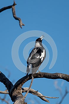 Australian raven perched atop a branch, head slightly tilted, looking off into the distance