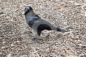 the Australian raven is walking looking for food on the ground