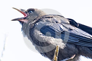 Australian Raven in Western Australia