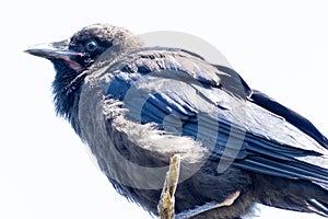 Australian Raven in Western Australia