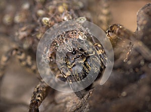 Australian Recluse Spider