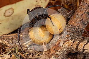 Australian Red-backed Spider