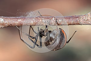 Australian Red-backed Spider
