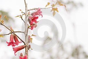 Australian Brachychiton bidwillii red flowers in spring