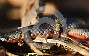 Australian Red-Bellied Black snake & blowflies