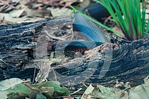Australian red bellied black snake, Pseudichis porphyriacus photo