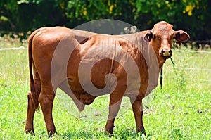 Australian Red Brangus stud bull grazing grass pasture