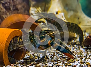 Australian red claw crayfishes underwater, popular aquarium pets from queensland in australia